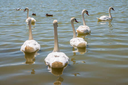 A large flock of graceful white swans swims in the lake., Swans in the wild. The mute swan, latin name Cygnus olor.の写真素材