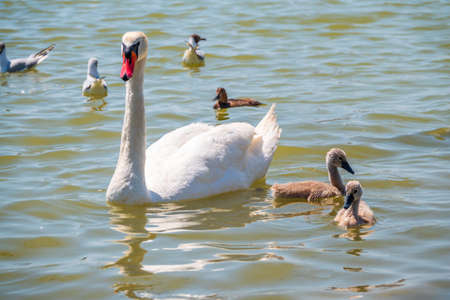 A female mute swan, Cygnus olor, swimming on a lake with its new born baby cygnets. White swan and its chicks. Mute swan protects its small offspring. Gray, fluffy new born baby cygnets.の写真素材