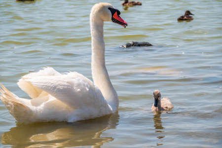 A female mute swan, Cygnus olor, swimming on a lake with its new born baby cygnets. White swan and its chicks. Mute swan protects its small offspring. Gray, fluffy new born baby cygnets.の写真素材