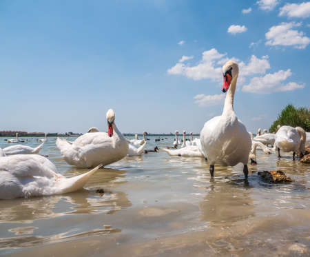 A large flock of graceful white swans swims in the lake., Swans in the wild. The mute swan, latin name Cygnus olor.の写真素材