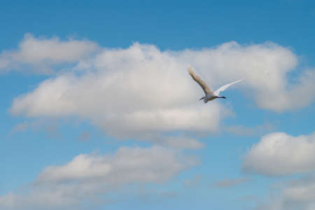 Little Egret in Flight. Small White Heron, lat. Egretta garzettaの写真素材