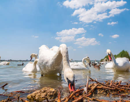 A large flock of graceful white swans swims in the lake., Swans in the wild. The mute swan, latin name Cygnus olor.の写真素材