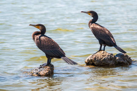 Two Great cormorants, Phalacrocorax carbo, standing on a stone on the sea shore. The great cormorant, Phalacrocorax carbo, known as the great black cormorant, or the black shag.の写真素材