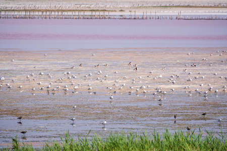 Big flock of water birds seagulls and waders on lake shore. A group of seagulls feeding on the shore near the waterの写真素材