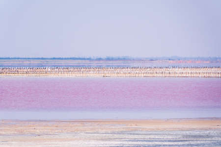 A beautiful salt lake with pink water. Beautiful view of pink lake on summer dayの写真素材
