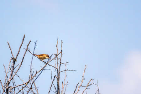 Great reed warbler, lat. Acrocephalus arundinaceus, in the nature habitat.の写真素材