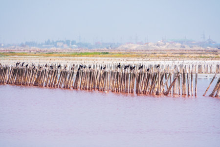 A beautiful salt lake with pink water. Beautiful view of pink lake on summer dayの写真素材