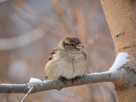 Sparrow sits on a branch without leaves. Sparrow on a branch in the autumn or winterの写真素材