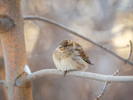 Sparrow sits on a branch without leaves. Sparrow on a branch in the autumn or winterの写真素材