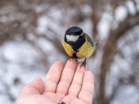 A tit sits on a man's hand and eats seeds. Taking care of birds in winter.の写真素材