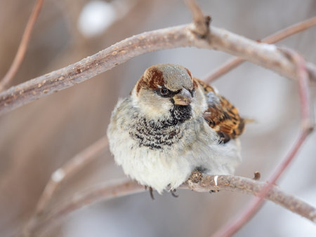 Sparrow sits on a branch without leaves. Sparrow on a branch in the autumn or winterの写真素材