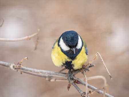 Cute bird Great tit, songbird sitting on a branch without leaves in the autumn or winter. Parus majorの写真素材
