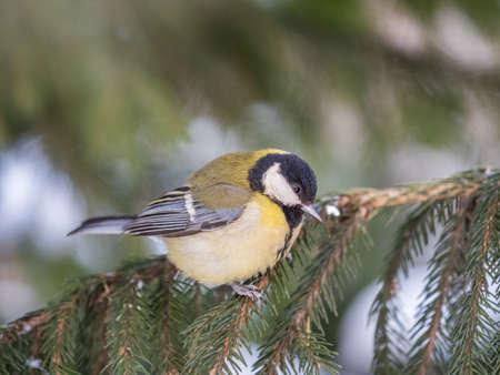 Cute bird Great tit, songbird sitting on the nice fir branch. Parus majorの写真素材