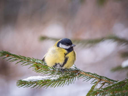 Cute bird Great tit, songbird sitting on the fir branch with snow in winter. Parus majorの写真素材