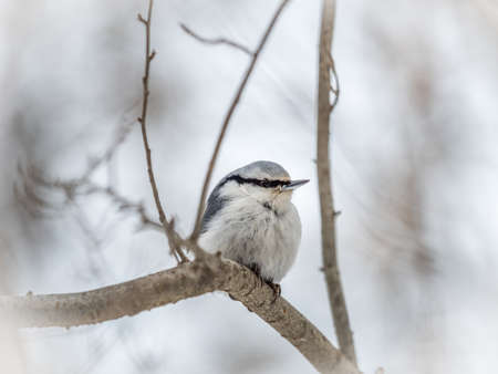 Eurasian nuthatch or wood nuthatch, lat. Sitta europaea, sitting on a tree branch with a blurred background. Gray and Orange colored small bird with a black eyestripe.の写真素材