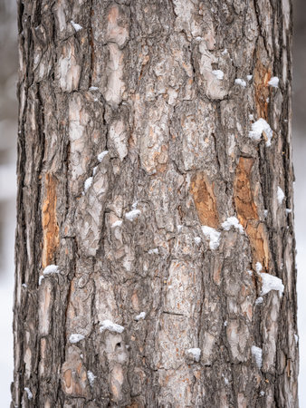Old wood bark texture or background. Red pine tree.の写真素材