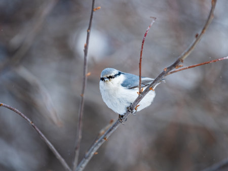 Eurasian nuthatch or wood nuthatch, lat. Sitta europaea, sitting on a tree branch with a blurred background. Gray and Orange colored small bird with a black eyestripe.の写真素材
