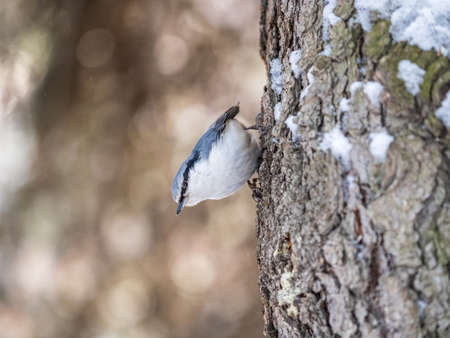 Eurasian nuthatch or wood nuthatch, lat. Sitta europaea, sitting on a tree trunk with snow in winter. Orange colored small bird with a black eyestripe.の写真素材