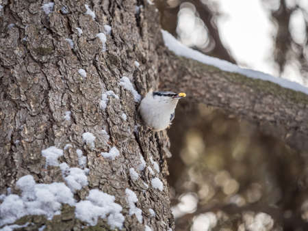 Eurasian nuthatch or wood nuthatch, lat. Sitta europaea, sitting on a tree trunk with snow in winter. Orange colored small bird with a black eyestripe.の写真素材