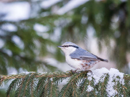 Eurasian nuthatch or wood nuthatch, lat. Sitta europaea, sitting on the fir branch with snow in winter forest. Gray and Orange colored small bird with a black eyestripe.の写真素材
