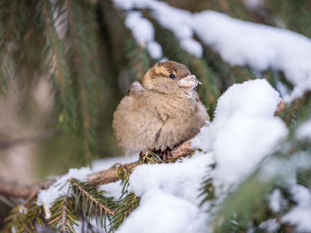 Sparrow sits on a fir branch in the sunset light. Sparrow on a branch with snow in the autumn or winterの写真素材