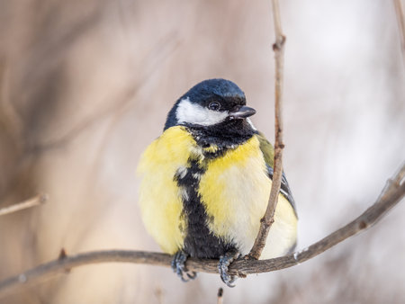 Cute bird Great tit, songbird sitting on a branch without leaves in the autumn or winter. Parus majorの写真素材