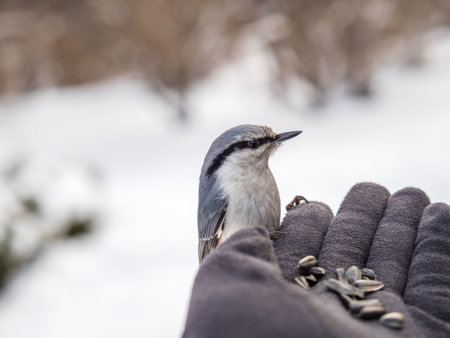 The Eurasian nuthatch eats seeds from a man's hand. Hungry bird wood nuthatch eating seeds from a hand during winter or autumn. Caring for animals in winter or autumn.の写真素材