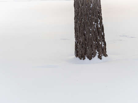 Trunk of a larch tree trunk in the white snow, background.の写真素材