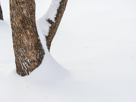 Relief texture of the brown bark of an apple tree with white snow on it. Texture of the bark of an apple tree in winter with snow.の写真素材