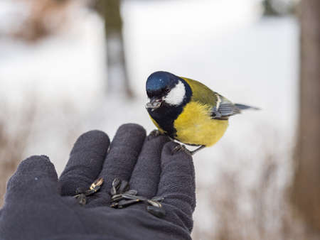 A tit sits on a man's hand and eats seeds. Taking care of birds in winter.の写真素材