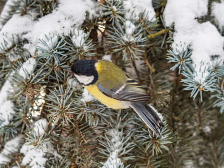 Cute bird Great tit, songbird sitting on the fir branch with snow in winter. Parus majorの写真素材