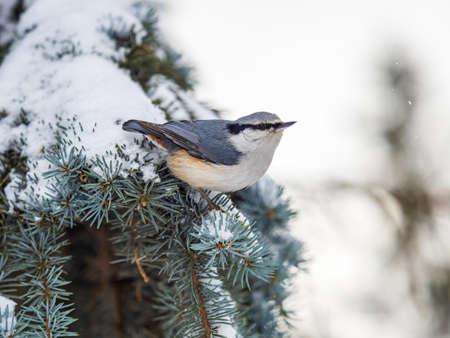 Eurasian nuthatch or wood nuthatch, lat. Sitta europaea, sitting on the fir branch with snow in winter forest. Gray and Orange colored small bird with a black eyestripe.の写真素材