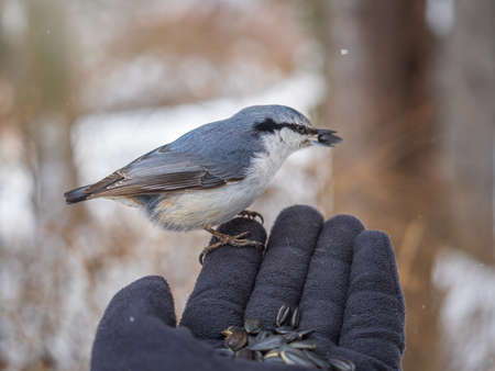 The Eurasian nuthatch eats seeds from a man's hand. Hungry bird wood nuthatch eating seeds from a hand during winter or autumn. Caring for animals in winter or autumn.の写真素材