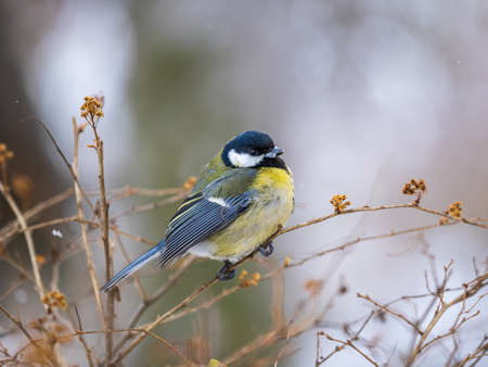 Cute bird Great tit, songbird sitting on a branch without leaves in the autumn or winter. Parus majorの写真素材