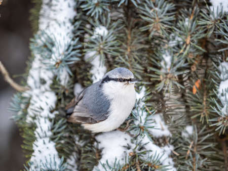 Eurasian nuthatch or wood nuthatch, lat. Sitta europaea, sitting on the fir branch with snow in winter forest. Gray and Orange colored small bird with a black eyestripe.の写真素材