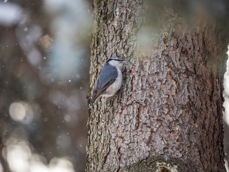 Eurasian nuthatch or wood nuthatch, lat. Sitta europaea, sitting on a tree trunk with snow in winter. Orange colored small bird with a black eyestripe.の写真素材