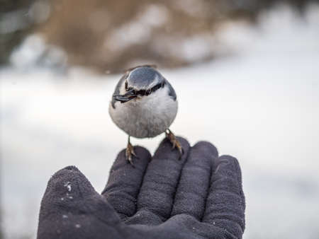 The Eurasian nuthatch eats seeds from a man's hand. Hungry bird wood nuthatch eating seeds from a hand during winter or autumn. Caring for animals in winter or autumn.の写真素材