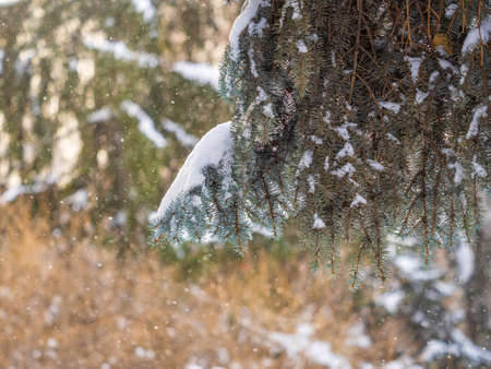 Green fir branches in winter covered with snow. Branches of fir tree as background, closeup. Christmas backgroundの写真素材