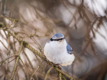 Eurasian nuthatch or wood nuthatch, lat. Sitta europaea, sitting on a tree branch with a blurred background. Gray and Orange colored small bird with a black eyestripe.の写真素材