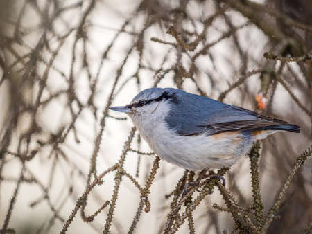 Eurasian nuthatch or wood nuthatch, lat. Sitta europaea, sitting on a tree branch with a blurred background. Gray and Orange colored small bird with a black eyestripe.の写真素材