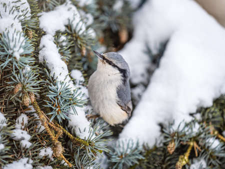 Eurasian nuthatch or wood nuthatch, lat. Sitta europaea, sitting on the fir branch with snow in winter forest. Gray and Orange colored small bird with a black eyestripe.の写真素材