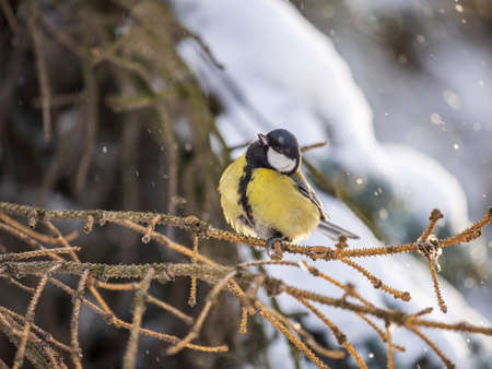 Cute bird Great tit, songbird sitting on the fir branch with snow in winter. Parus majorの写真素材