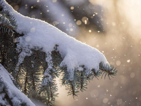 Green fir branches in winter covered with snow. Branches of fir tree as background, closeup. Christmas backgroundの写真素材