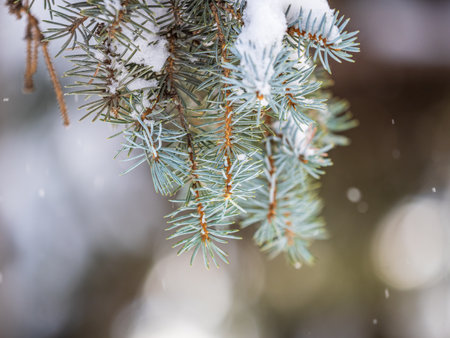 Green fir branches in winter covered with snow. Branches of fir tree as background, closeup. Christmas backgroundの写真素材