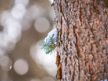 Green fir branches in winter covered with snow. Branches of fir tree as background, closeup. Christmas backgroundの写真素材