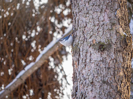 Eurasian nuthatch or wood nuthatch, lat. Sitta europaea, sitting on a tree trunk with a blurred background. Orange colored small bird with a black eyestripe.の写真素材