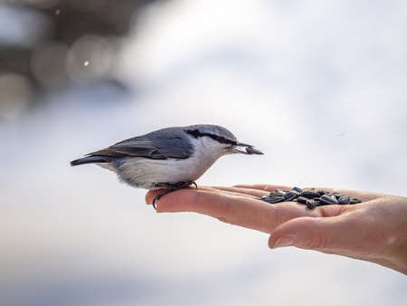 The Eurasian nuthatch eats seeds from a palm. Hungry bird wood nuthatch eating seeds from a hand during winter or autumn. Caring for animals in winter or autumn.の写真素材