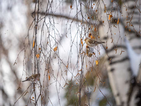A flock of common redpolls, lat. Acanthis flammea, feeding on birch in winter. Common redpoll, cute bird with bright red patch on its forehead sits on tree branch without leaves in winter day.の写真素材