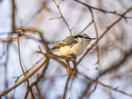 Eurasian nuthatch or wood nuthatch, lat. Sitta europaea, sitting on a tree branch with a blurred background. Gray and Orange colored small bird with a black eyestripe.の写真素材