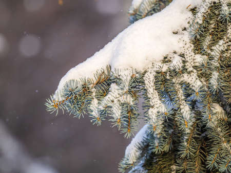 Green fir branches in winter covered with snow. Branches of fir tree as background, closeup. Christmas backgroundの写真素材